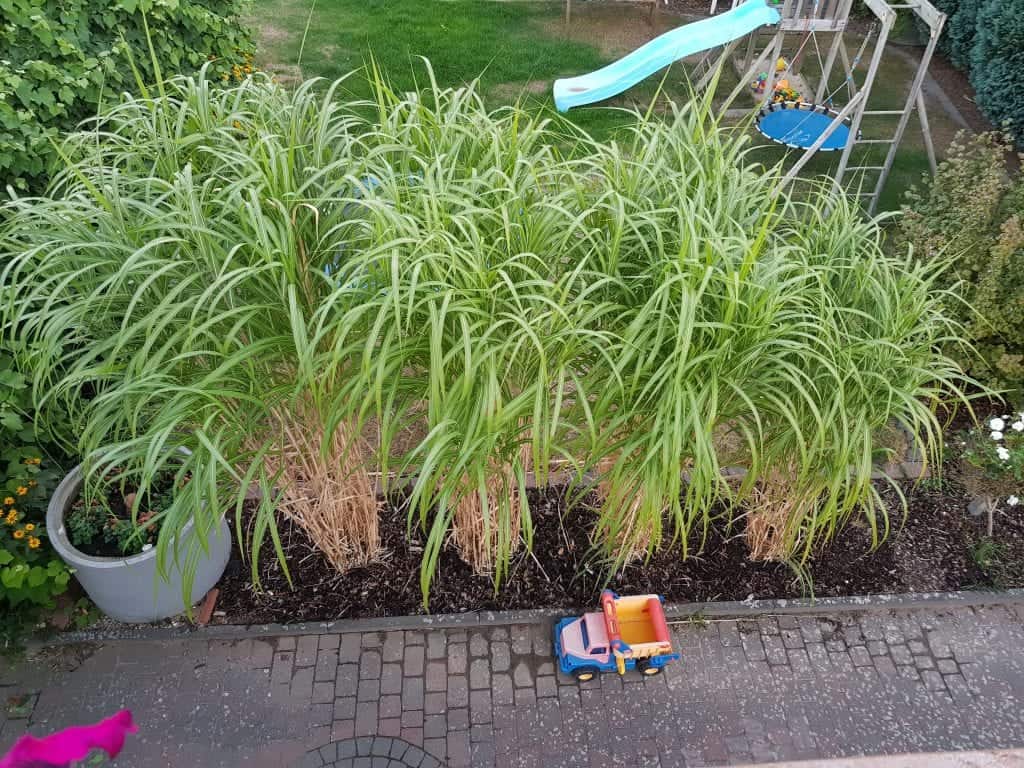 Chinaschilf sichtschutz Endhöhe Wuchs Breite