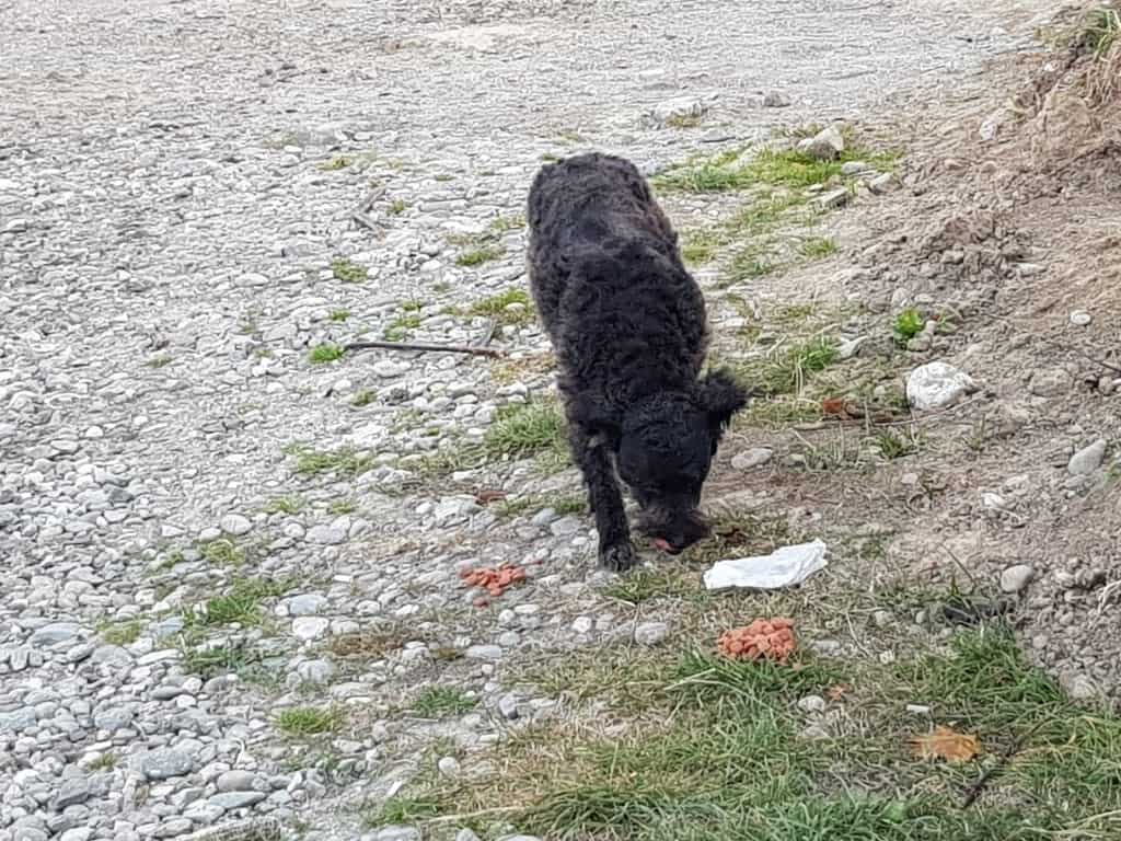 Schloss bran strassenhund rumänien