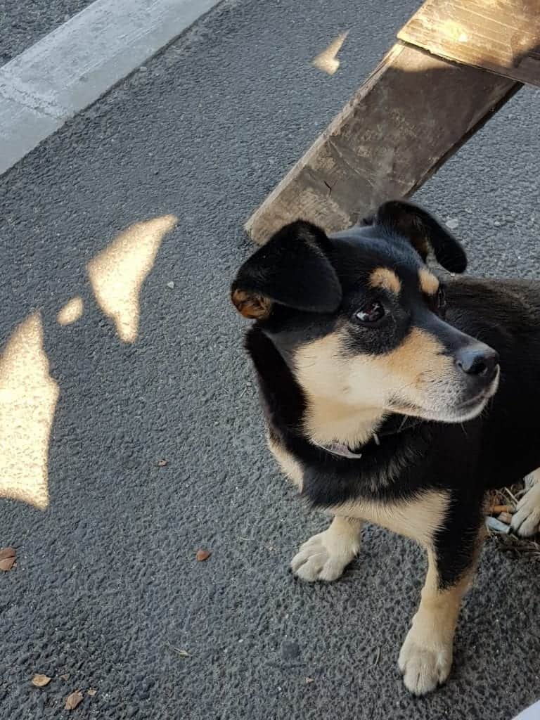 Von Brasov nach Bran Strassenhund