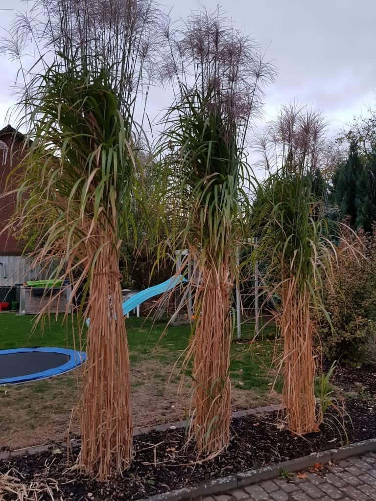 Miscanthus Häcksel selber herstellen