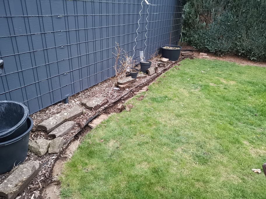 Kirschlorbeerhecke pflanzen