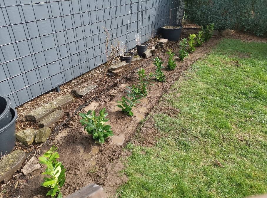 Kirschlorbeerhecke pflanzen