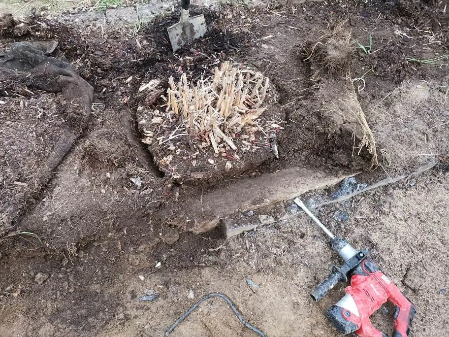 Chinaschilf umpflanzen