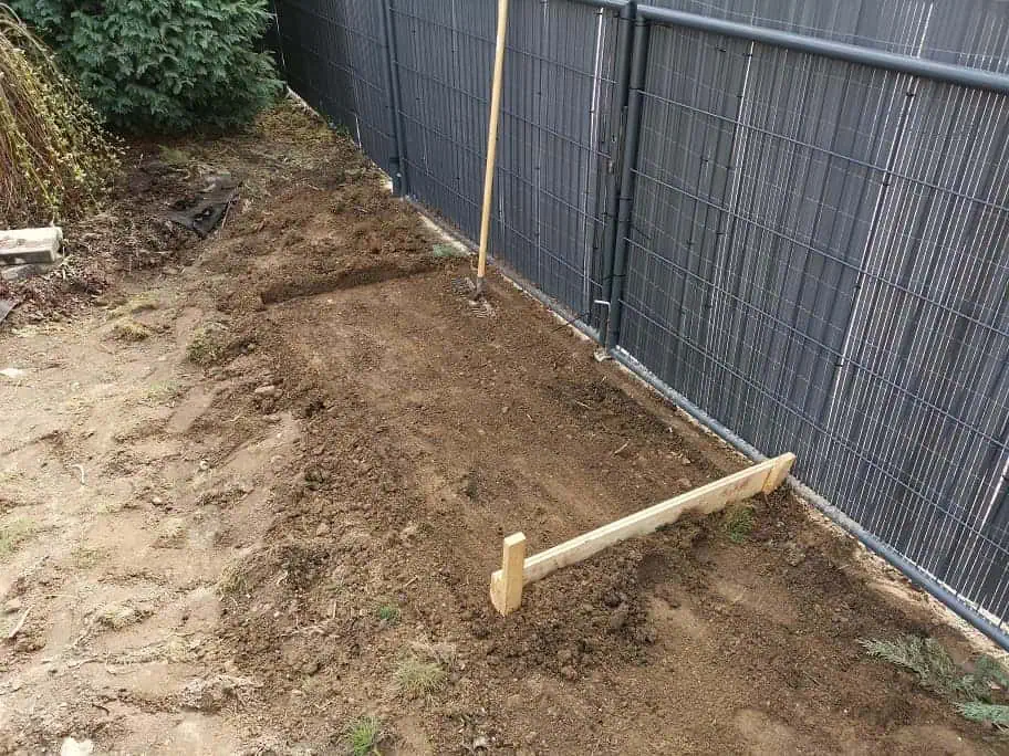 Chinaschilf umpflanzen