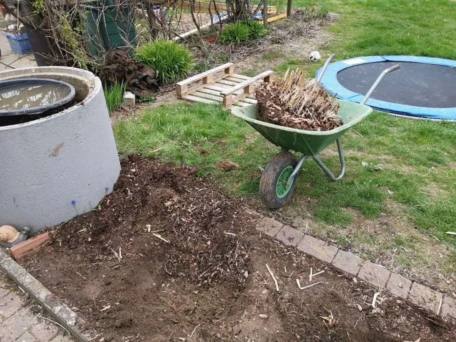 Chinaschilf umpflanzen