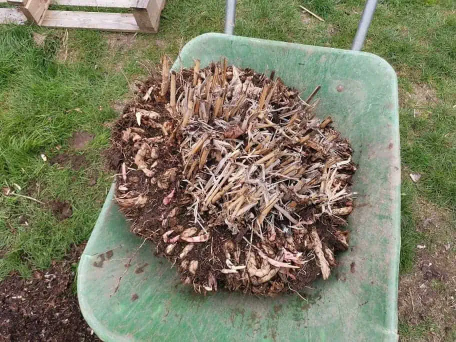 Chinaschilf umpflanzen