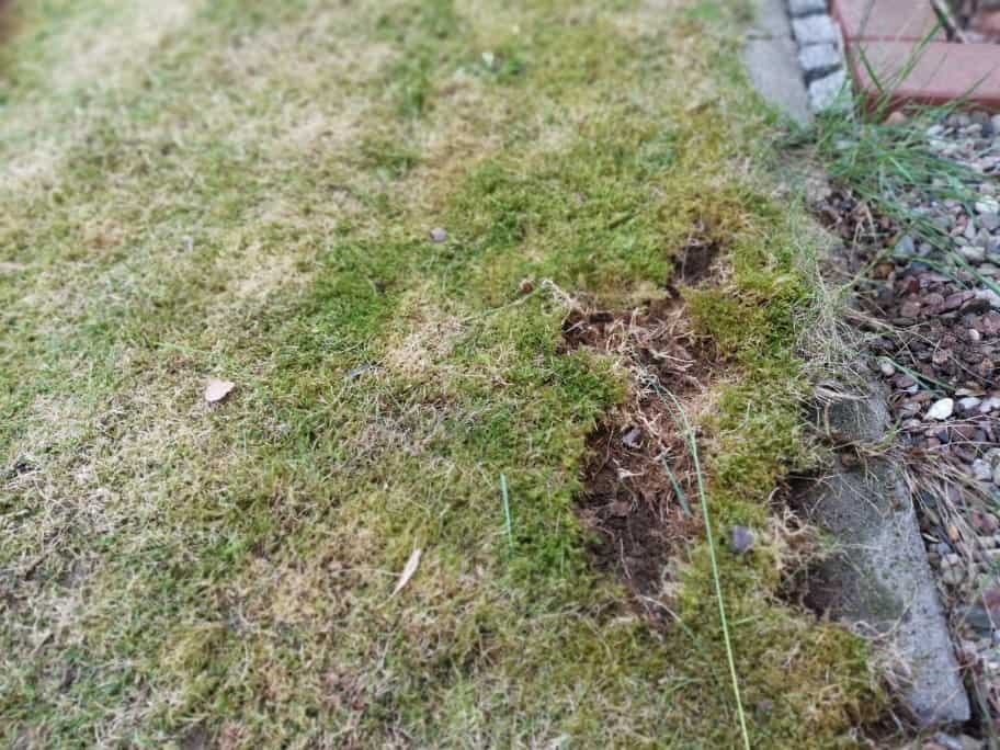 Frühlingskur für den Rasen