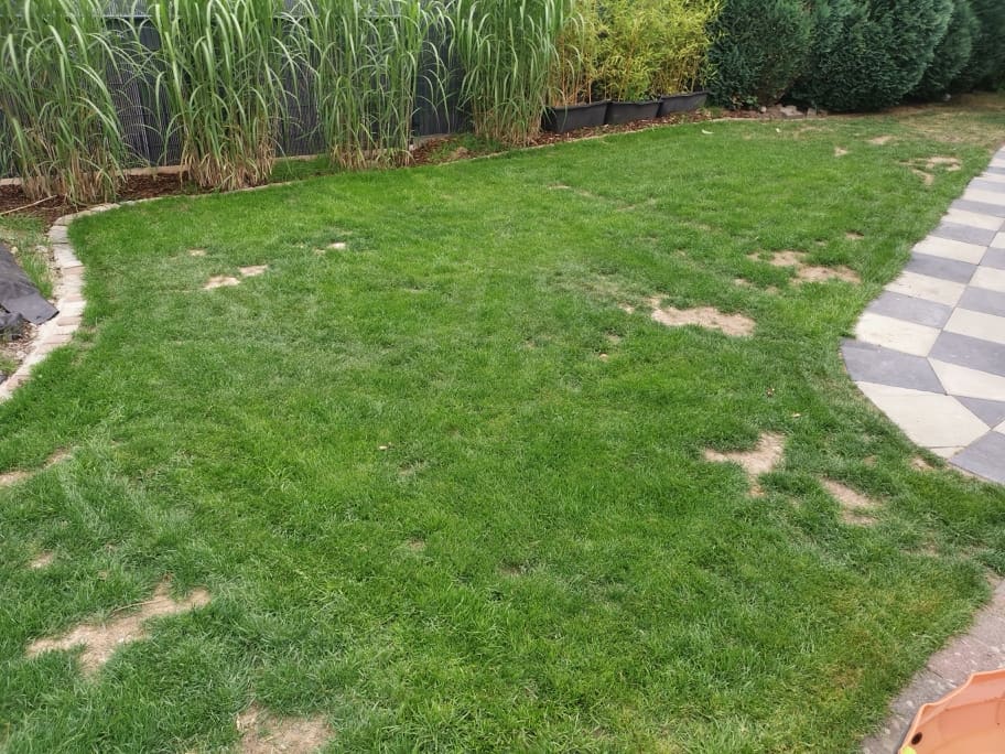 Das rasende Tagebuch