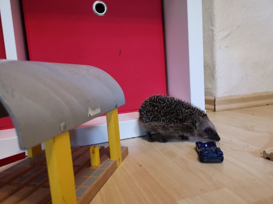 Igel überwintern