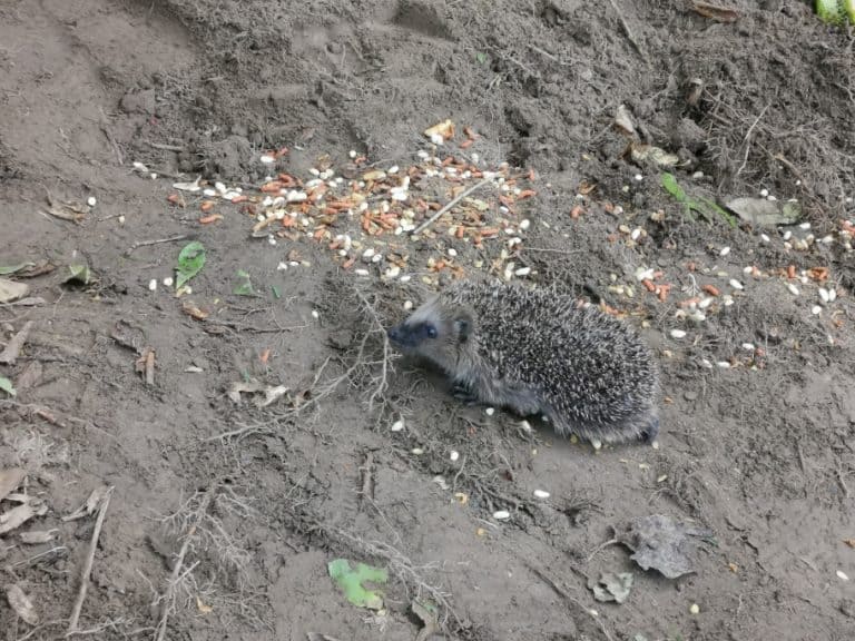 Igelgehege bauen19