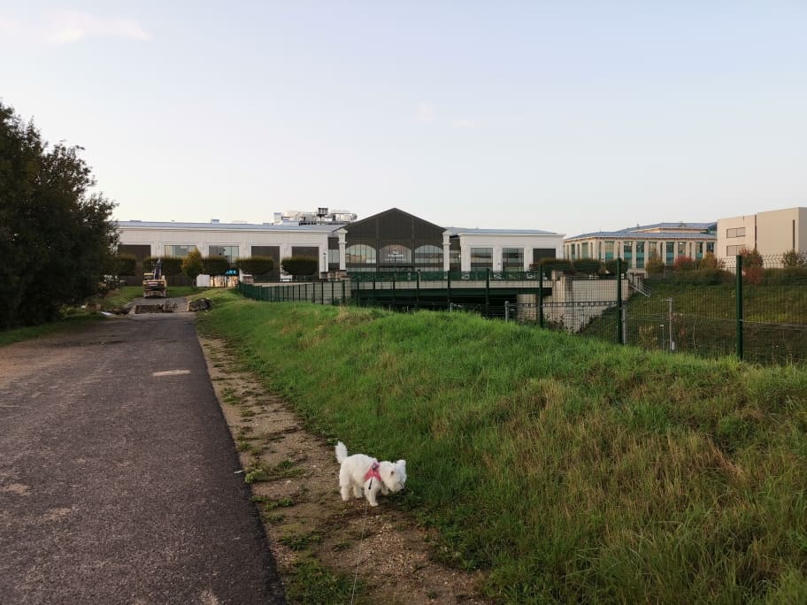 Disneyland Hotel mit Hund