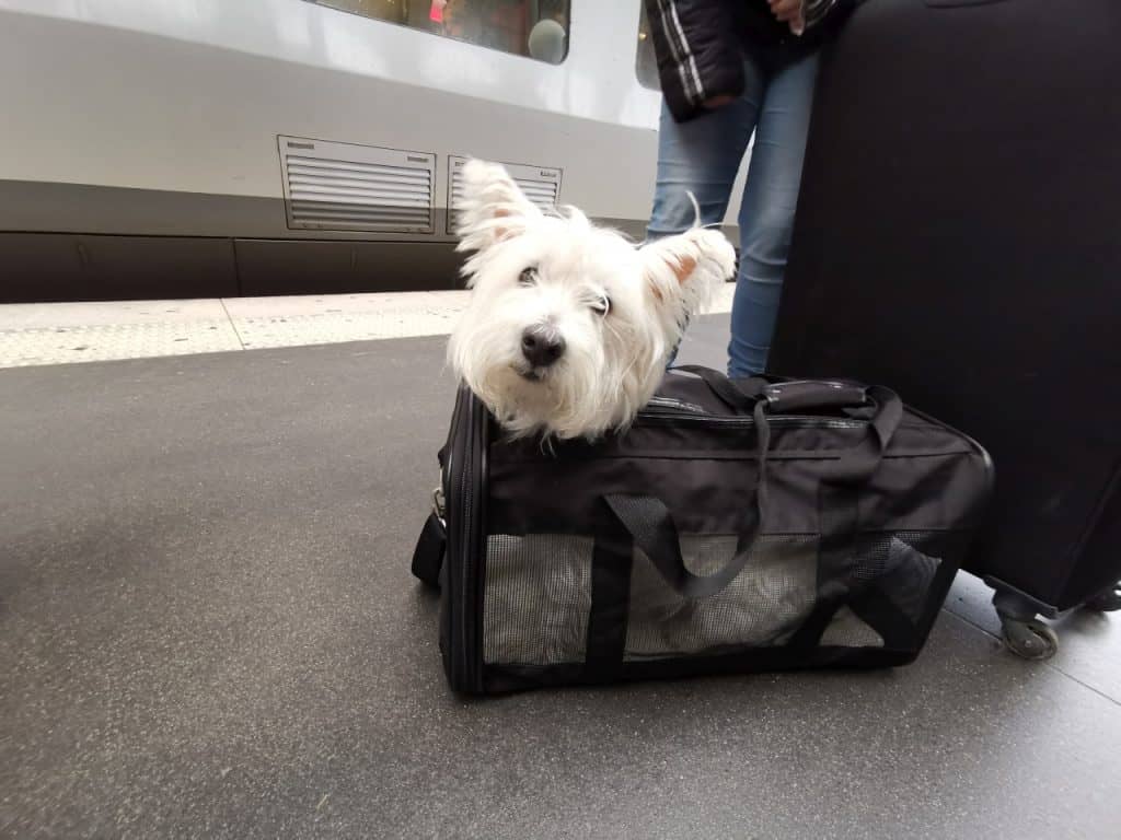 Hunde im Thalys