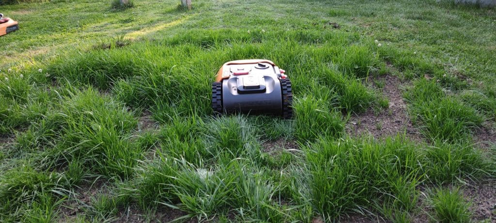 Mähroboter im hohen Gras