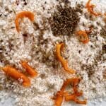 Orange, Fennel and Chilli Salt