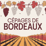 cepage bordeaux illustration vignoble raisin vin