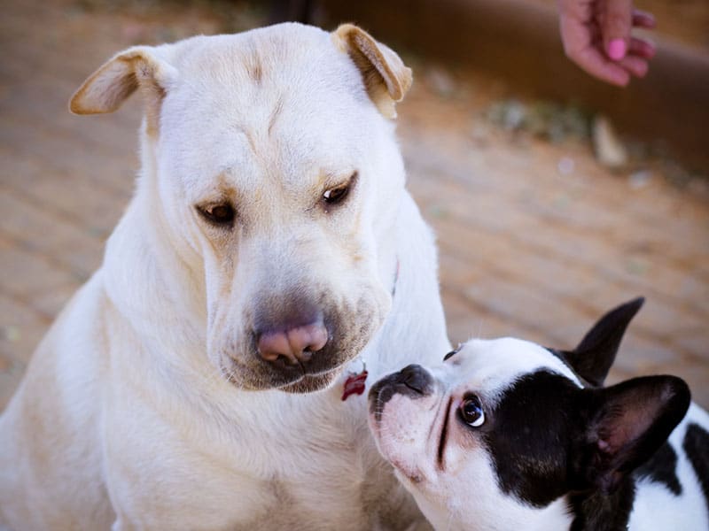 Cremazione cani Milano