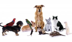 Onoranze funebri per cani Milano 