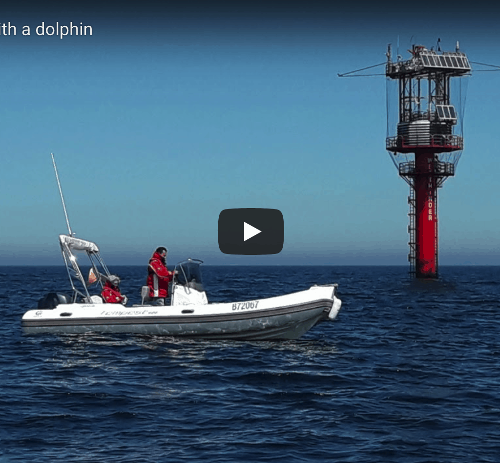 Rigid Inflatable Boat Tour - Playing With a Dolphin RIB Tour – Playing With a Dolphin @ RIBs ONLY - Home of the Rigid Inflatable Boat