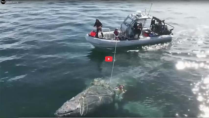 Impressive the Whale Saving in British Columbia, Canada Whale Saving in British Columbia, Canada @ RIBs ONLY - Home of the Rigid Inflatable Boat