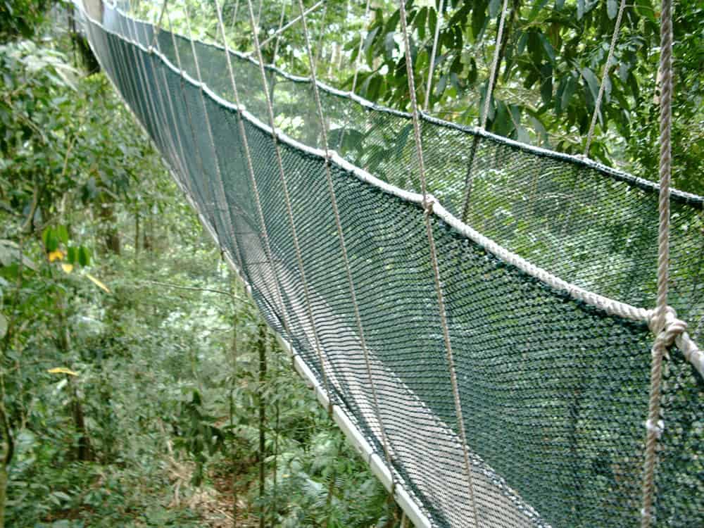 Foresta pluviale nel Borneo - 