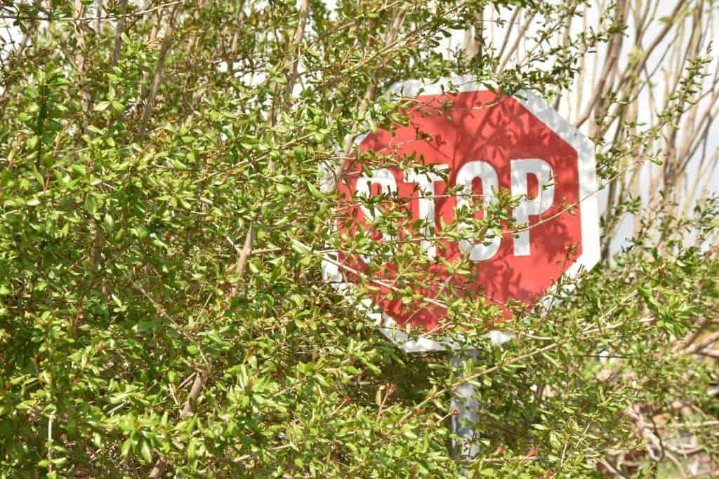 Stop sign partially hidden by overgrown bushes in a natural setting.