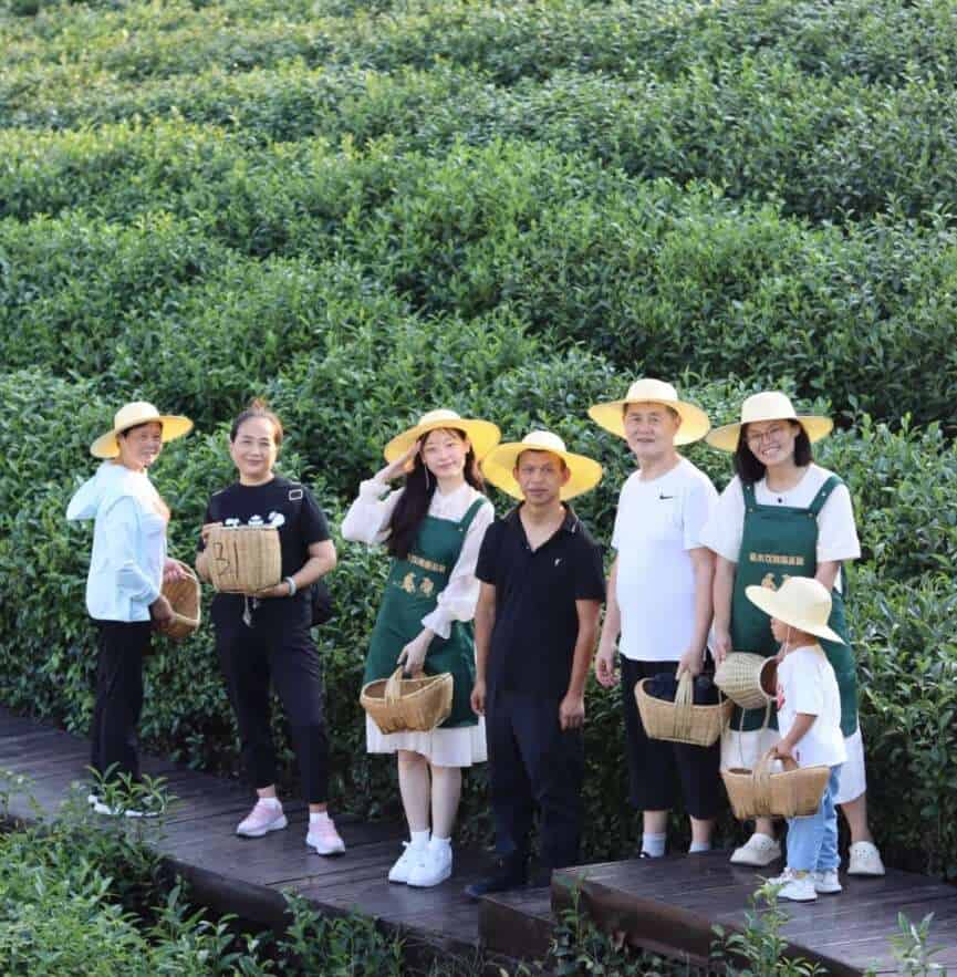 A group of people harvesting tea leaves in a lush green tea plantation in Taishan, Guangdong, preserving traditional farming practices.