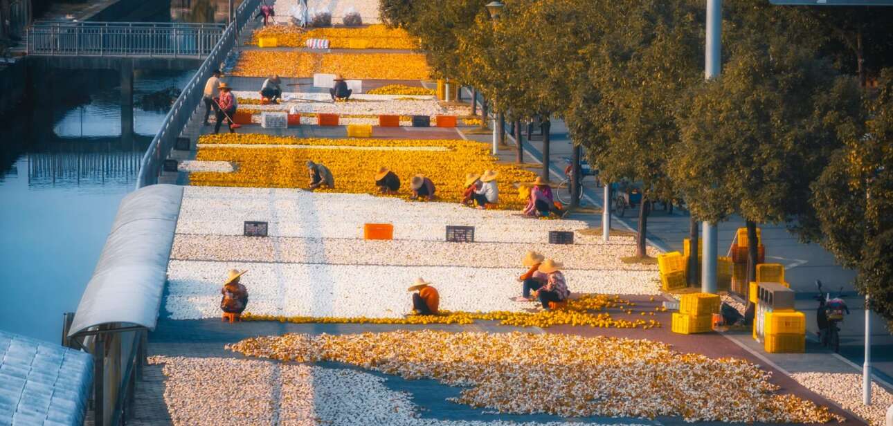 Workers harvesting and drying Chenpi (dried tangerine peel) in Xinhui under the open sky.