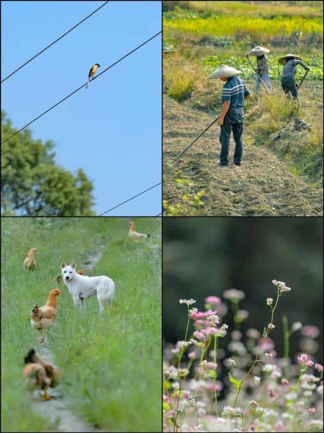 A bird perched on a power line, farmers working the fields, a white dog and chickens roaming a grassy path, and wildflowers swaying gently—capturing the tranquil charm of rural life in China.