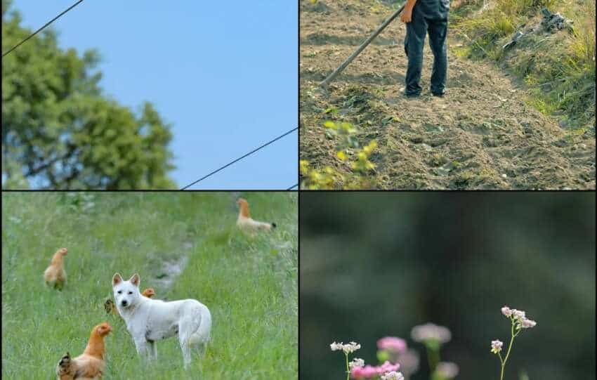 A bird perched on a power line, farmers working the fields, a white dog and chickens roaming a grassy path, and wildflowers swaying gently—capturing the tranquil charm of rural life in China.