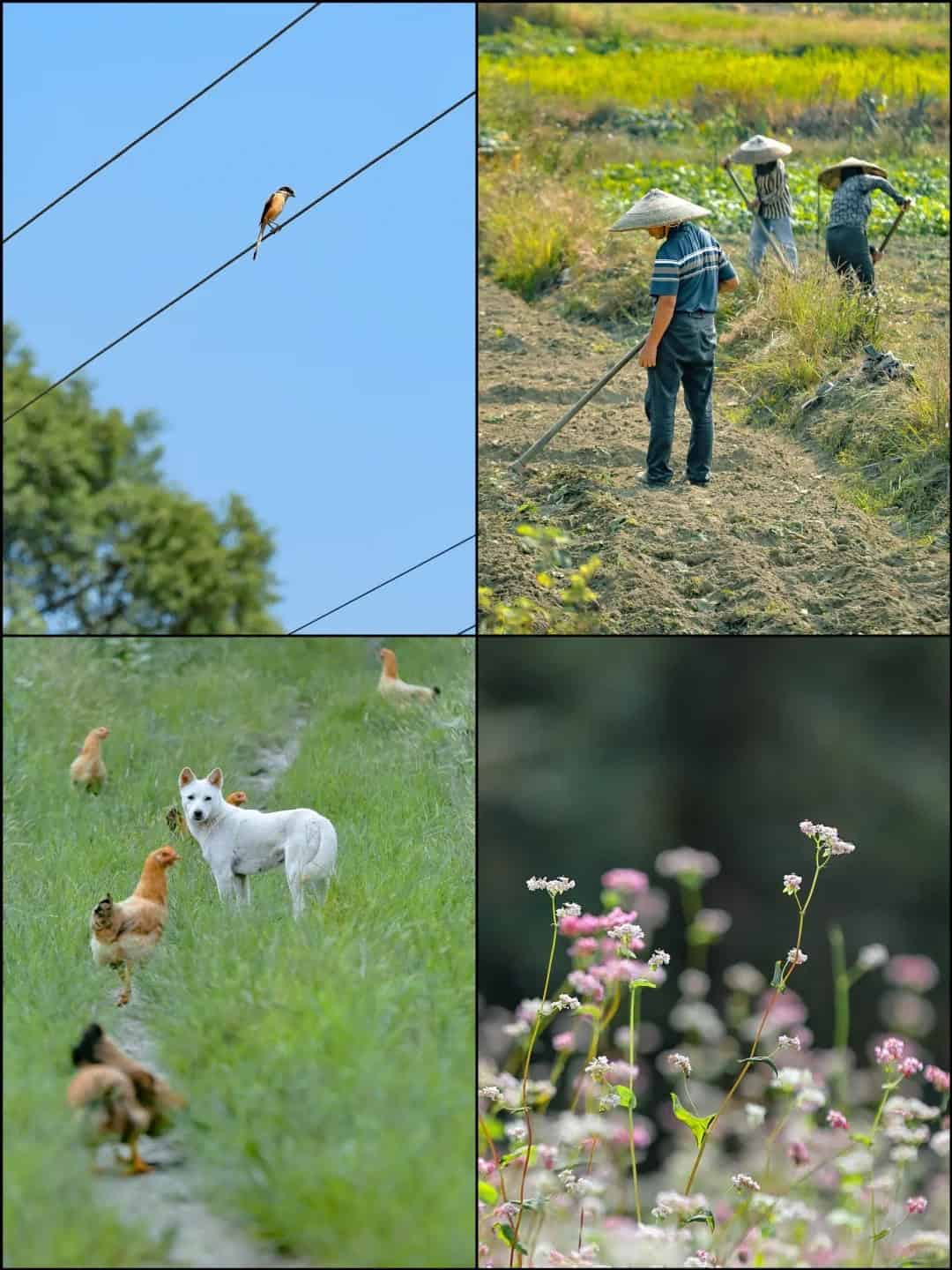 A bird perched on a power line, farmers working the fields, a white dog and chickens roaming a grassy path, and wildflowers swaying gently—capturing the tranquil charm of rural life in China.
