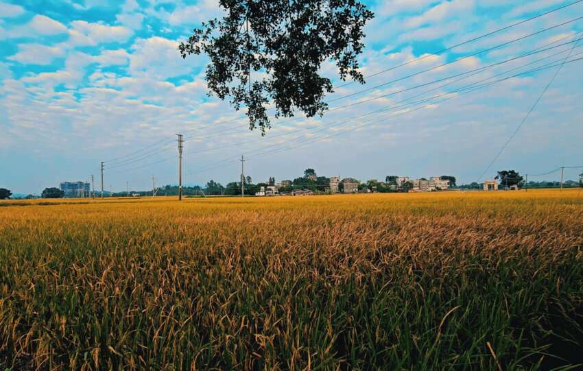 A quiet rural field in Kaiping, Guangdong, captured during sunrise. Part of the Roots of China documentary about overseas Chinese ancestral villages.