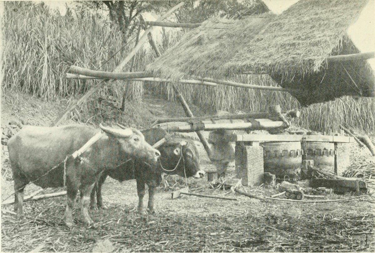 Rural landscape near Haiyan Overseas Chinese Farm in Taishan, showing the agricultural setting of Wuyi qiaoxiang communities