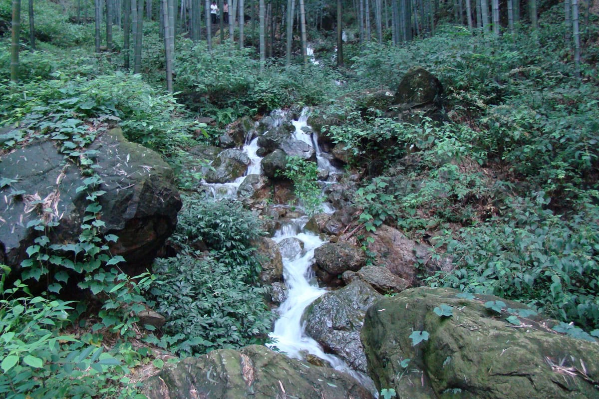 A dense bamboo forest landscape in Yixing, China — evoking the character 林 (forest), the symbolism of growth that the Lin surname carries.