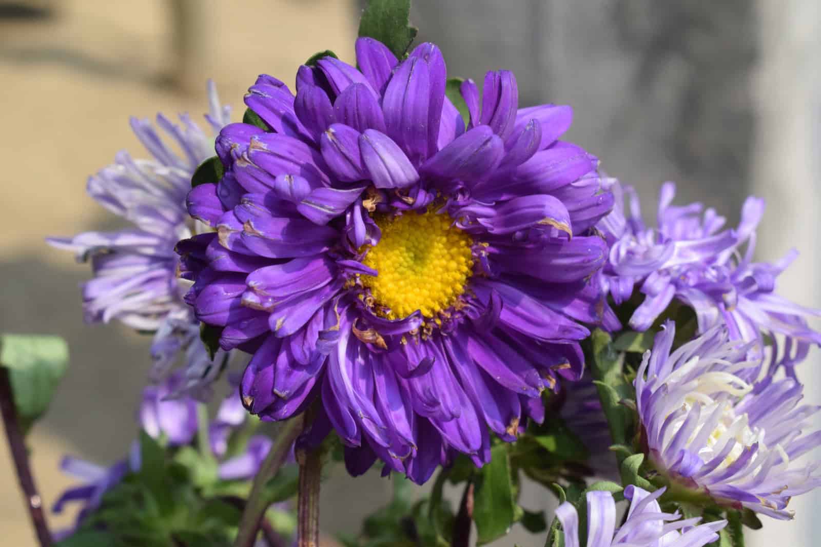 A pink chrysanthemum flower in bloom