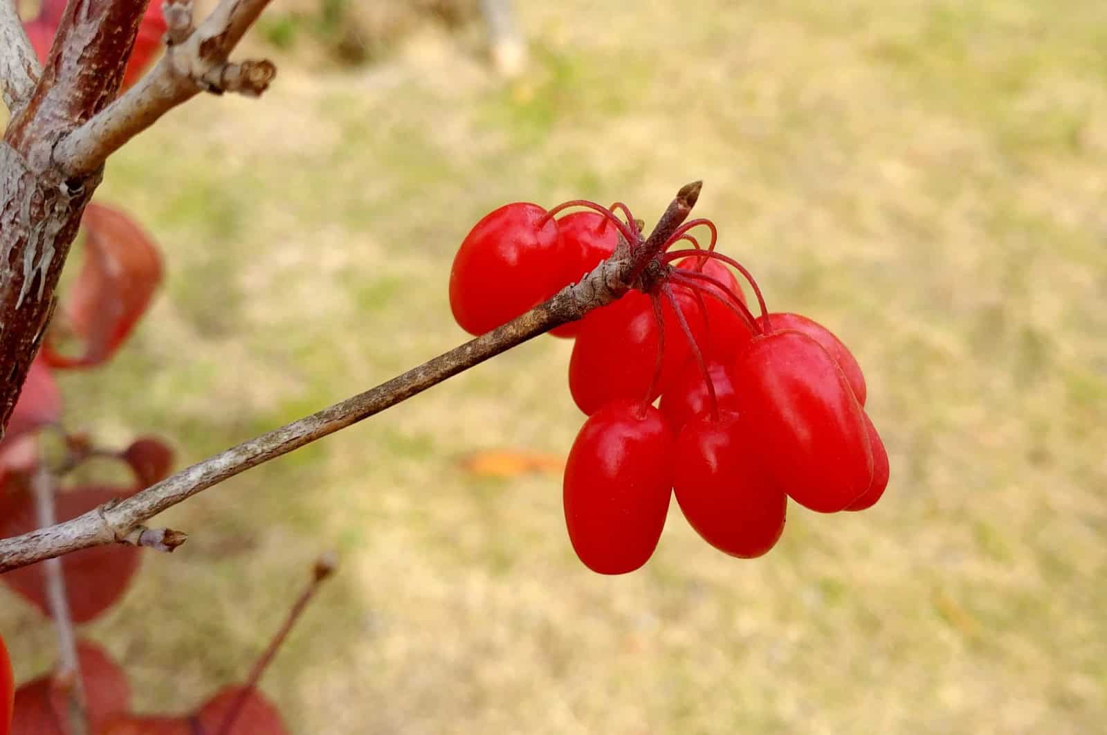 Red berries of the dogwood plant, Cornus officinalis