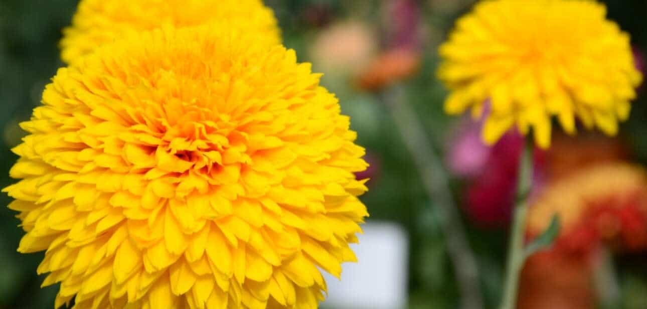 Yellow chrysanthemums in autumn bloom