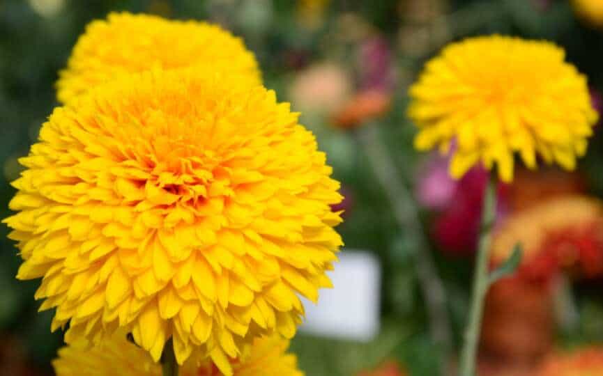Yellow chrysanthemums in autumn bloom