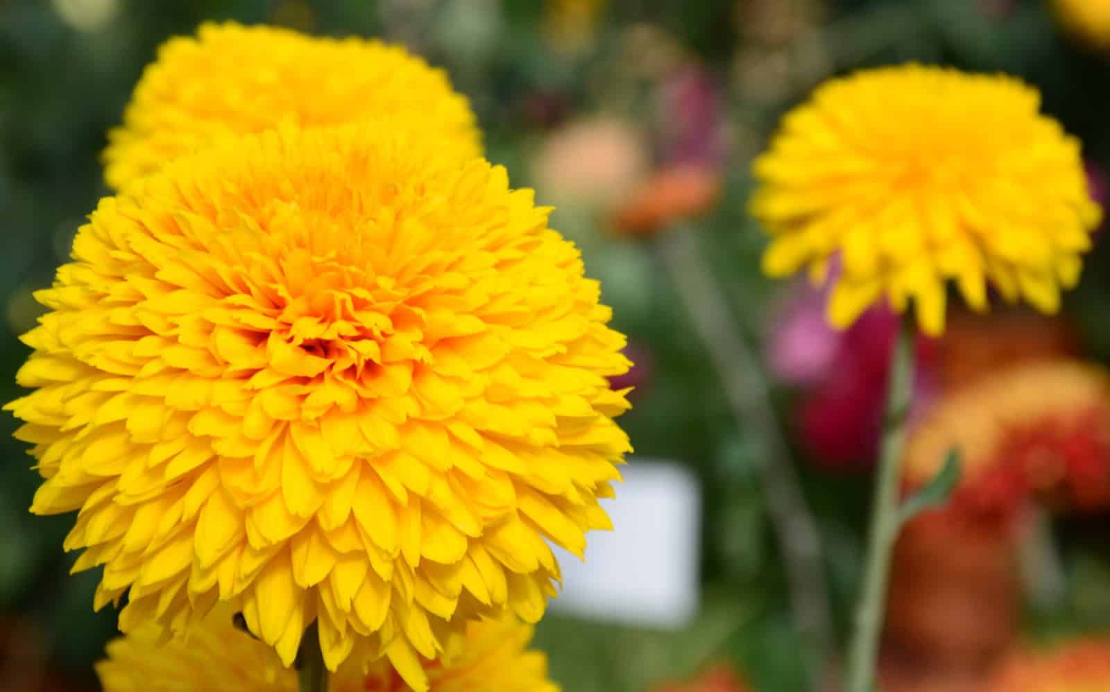 Yellow chrysanthemums in autumn bloom