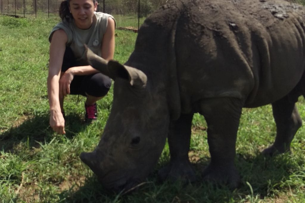 27 Spiritual Animals that Symbolize Greatness Giorgy crouches to reach out towards a young rhinoceros in a grassy field, a close encounter emphasizing conservation and the gentle nature of this powerful creature.