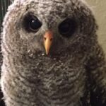 A close-up of a fluffy barred owl with deep, soulful eyes and a sharp beak, its gaze penetrating and wise, characteristic of its nocturnal and mysterious nature.