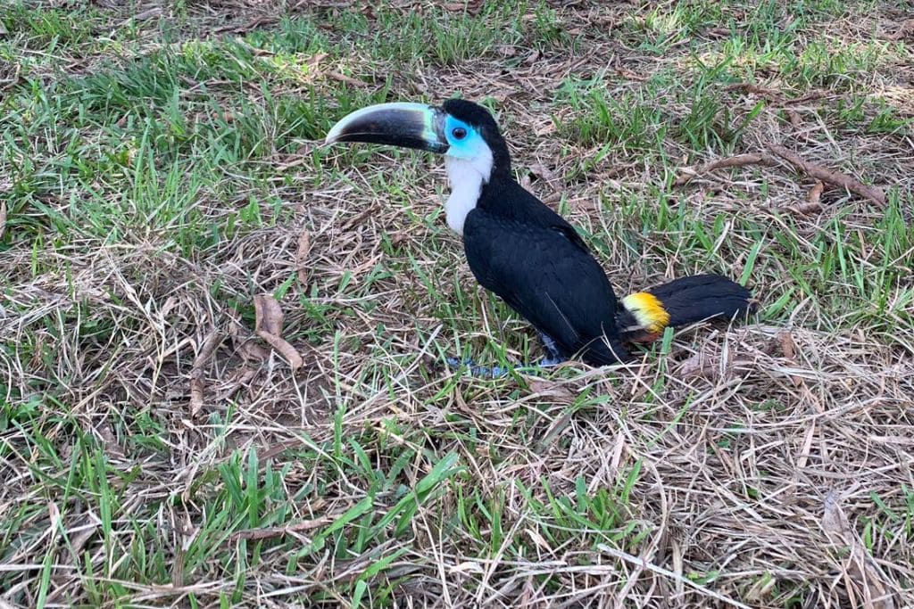 27 Spiritual Animals that Symbolize Greatness A Channel-billed Toucan rests on the grass, its prominent bill and vibrant blue eye patch contrasting with its black plumage, a rare glimpse of tropical avian life.
