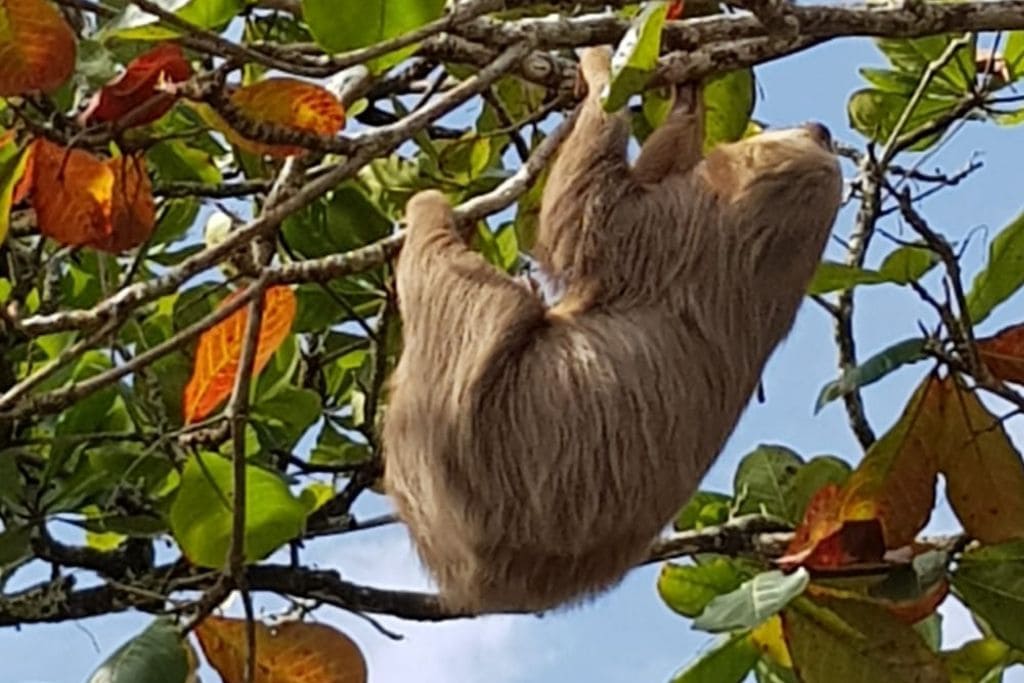 27 Spiritual Animals that Symbolize Greatness A Three-toed Sloth hangs upside down from a tree branch, its slow-moving grace and unique fur pattern highlighted amidst the bright leaves of its arboreal habitat.
