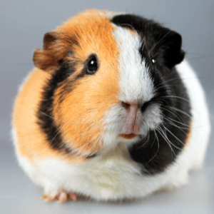 Guinea pig symbolize friendship