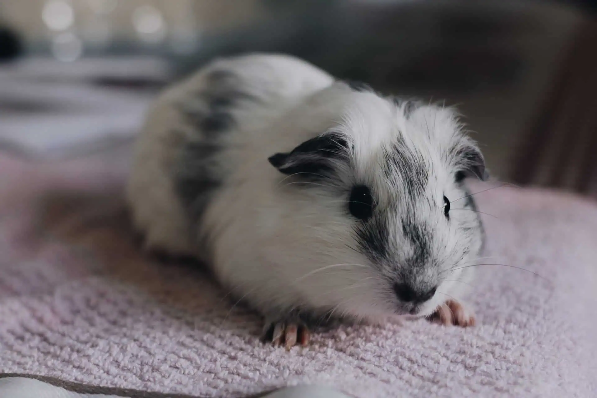 A solitary guinea pig symbolism with a predominantly white coat interspersed with black patches, resting on a soft pink textile surface, giving a serene and cozy appearance.