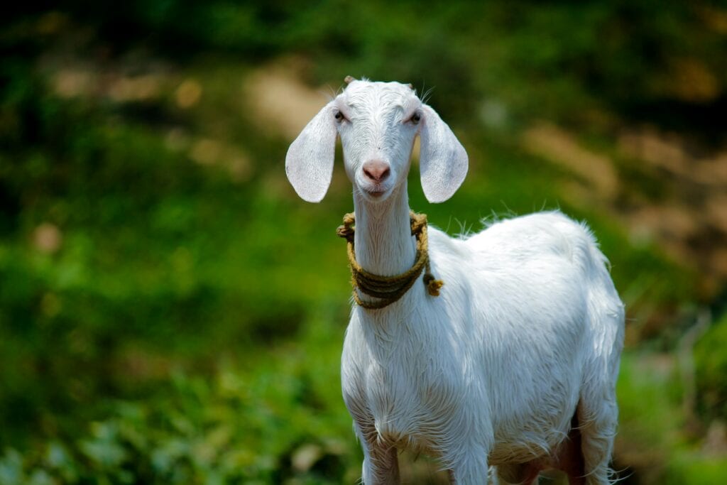 A serene white goat with long, floppy ears, wearing a traditional rope collar, stands in a lush green field, symbolizing peace and purity often associated with goat symbolism in various cultures.
