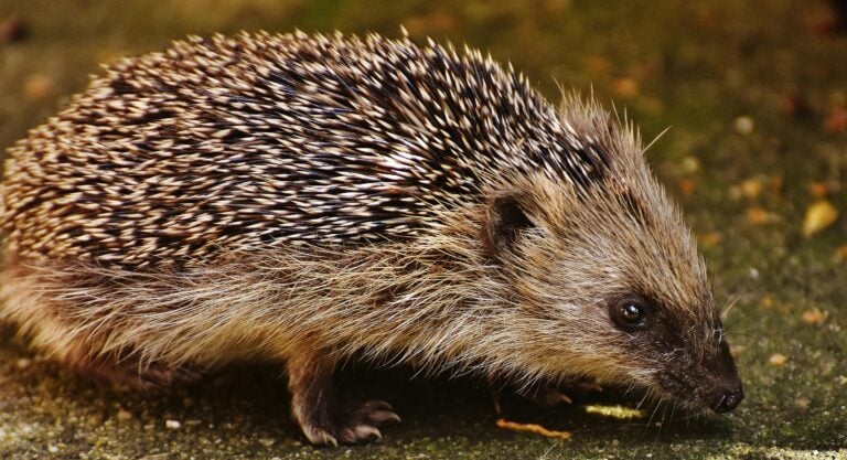 An alert hedgehog on a textured ground, its sharp spines and attentive gaze capturing the essence of the hedgehog's symbolic meaning as a totem of protection and awareness.