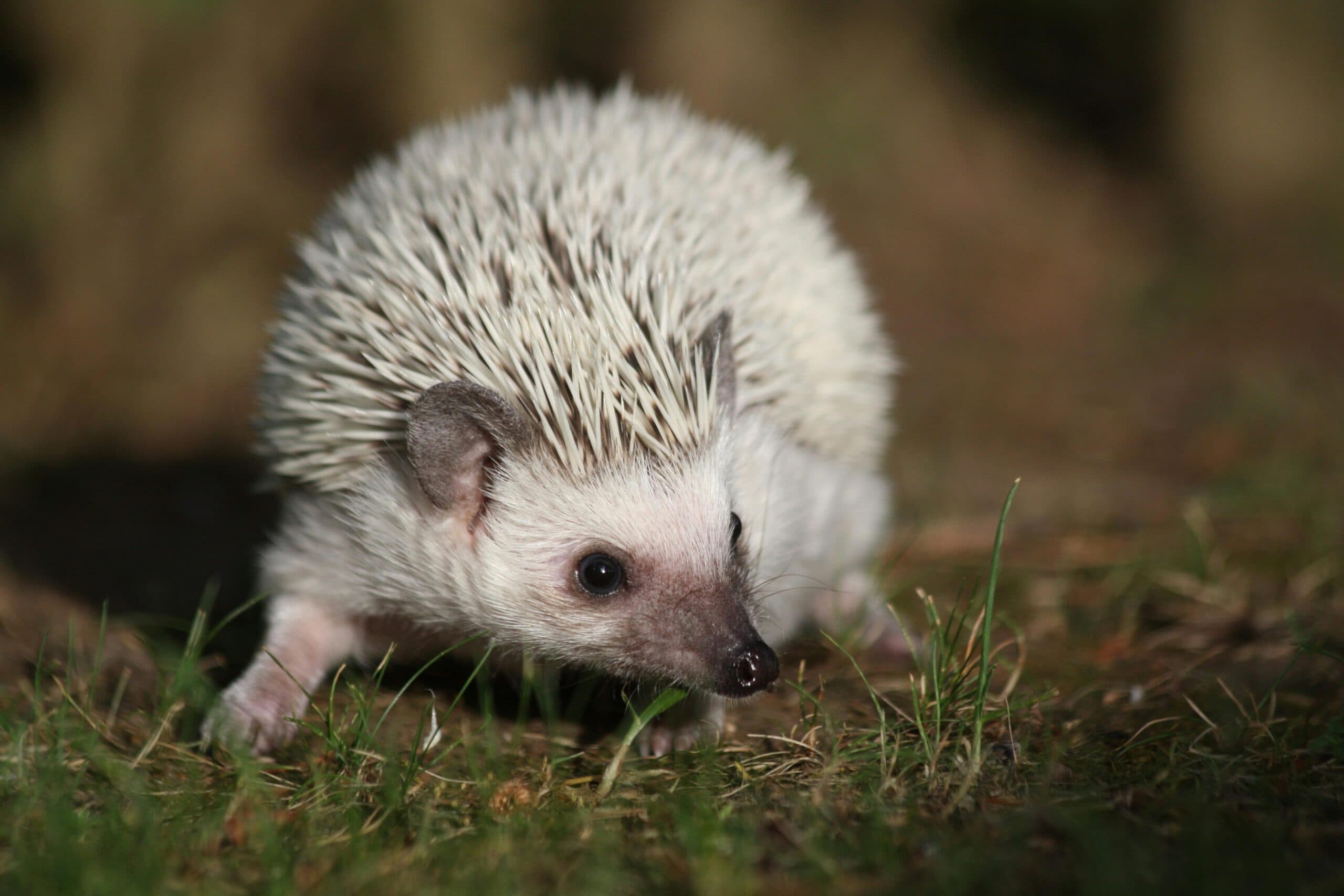 Image of a young, pale-colored hedgehog explores a grassy terrain, exemplifying the spirit animal traits of innocence and exploration, reflecting the symbolism of hedgehogs as guides to finding one’s path in life. Showing February's Spirit Animal in the Native American Zodiac.