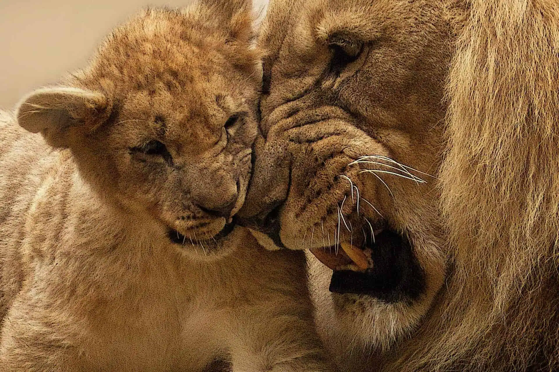 A tender moment between two spiritual animals that symbolize greatness, a lion and its cub, captured in a close-up showing the cub nuzzling the adult's muzzle, both with richly detailed fur textures, against a softly blurred background.