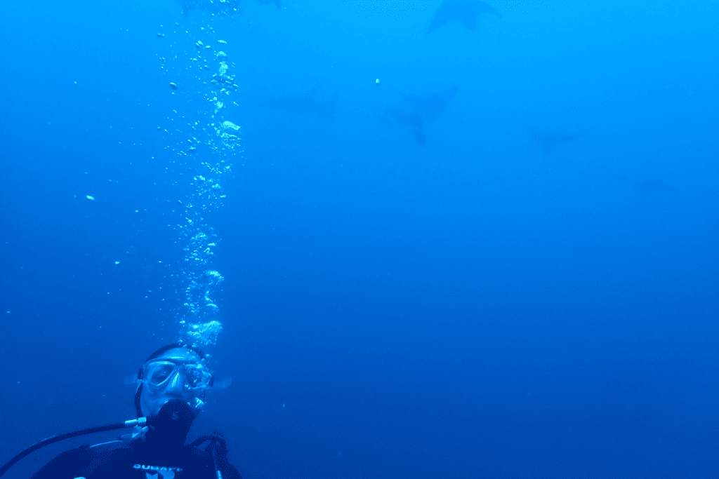 A diver in scuba gear is submerged in the deep blue sea, exhaling a stream of bubbles that ascend towards the surface. In the distance, the silhouettes of several fish swim in the dimly lit waters, creating a serene and mysterious underwater tableau. Used for the article is the Red Sea healing. 