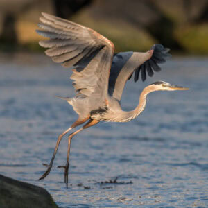 Blue Heron Spirit Animal